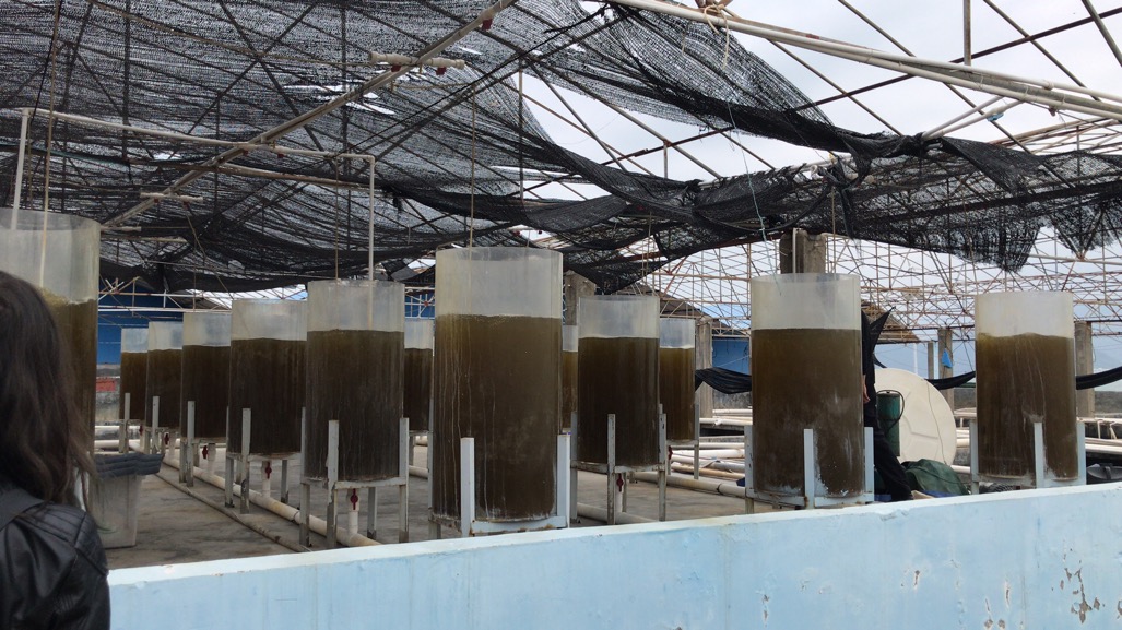 南科大-泰利硅藻材料联合实验室项目组成员赴大鹏硅藻养殖基地参观